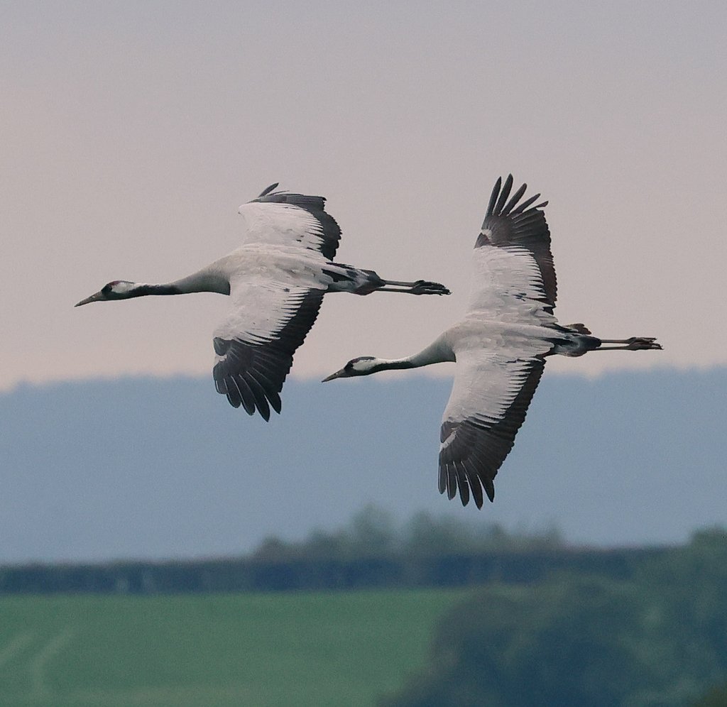 Very quiet at Slimbridge yesterday but nice to have a Saturday afternoon to myself.