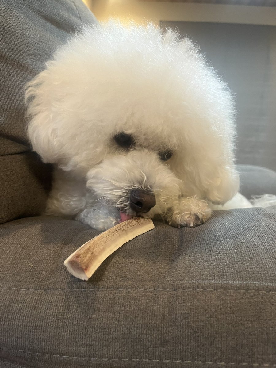 鹿の角ゲットおいぬ