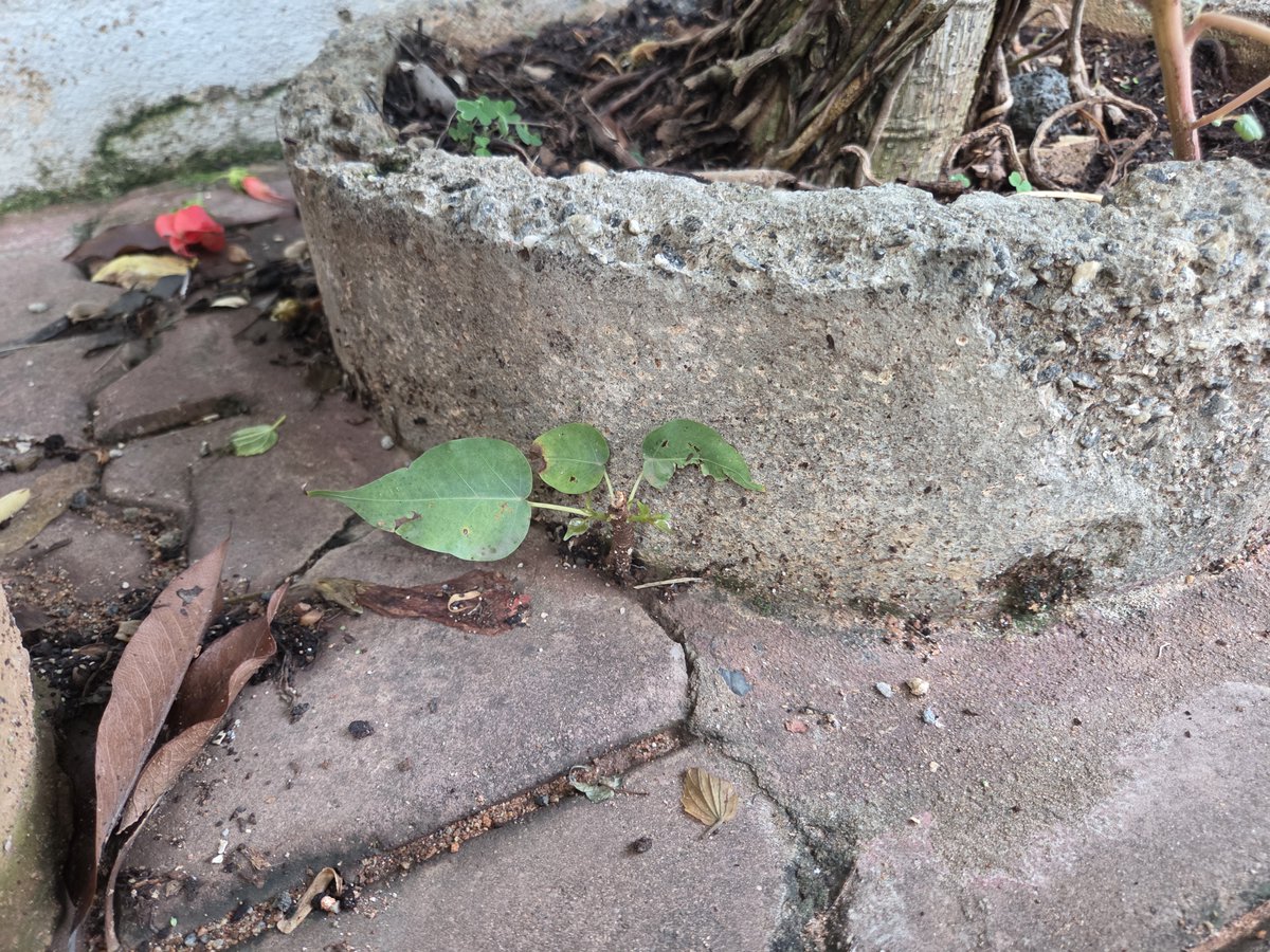 Green is the colour of resilience open.substack.com/pub/ajayasrann…