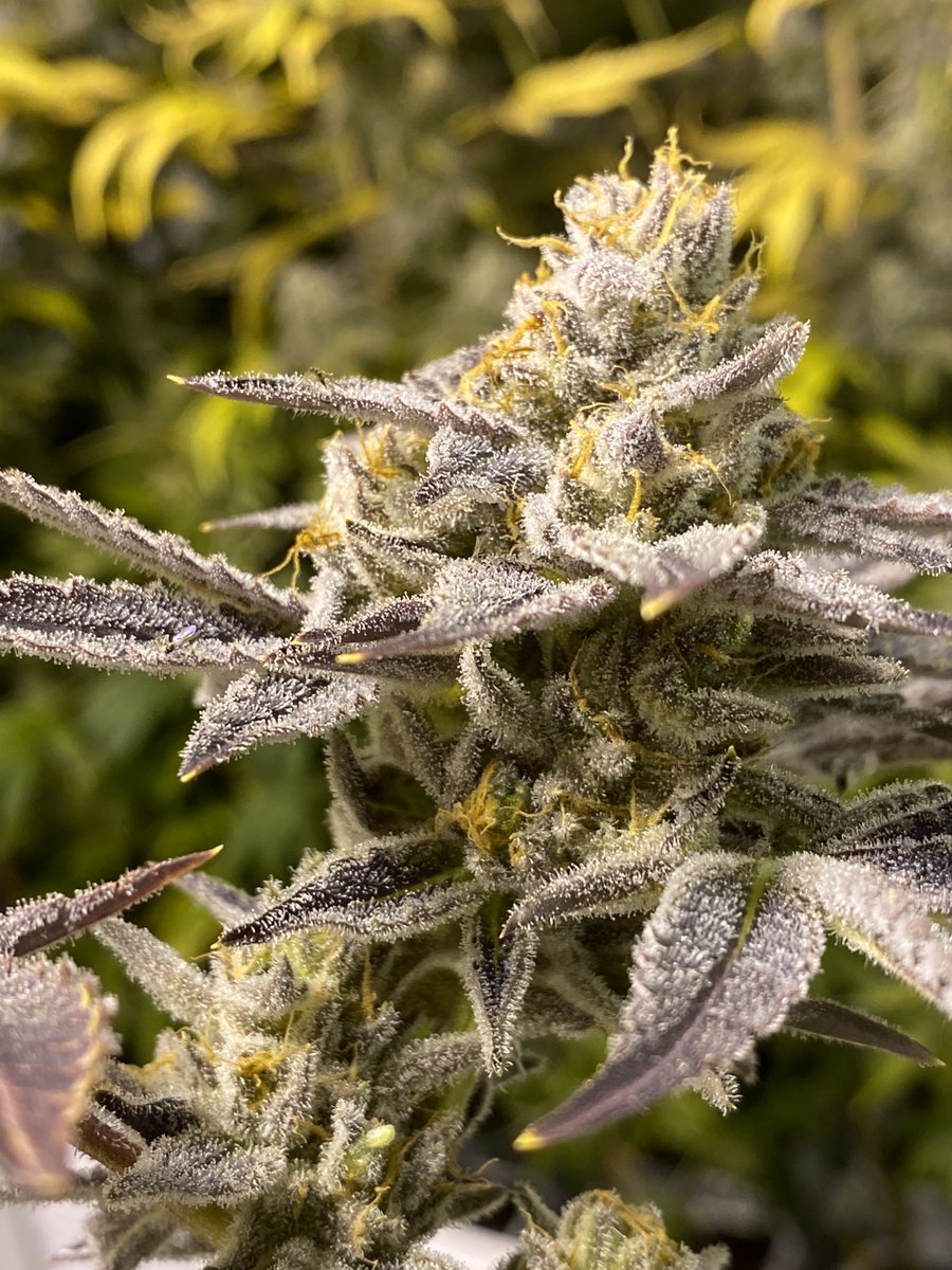 Bandz are live at skunktek.com. Some of my favorite cuts were found in those packs. First pic was grown by <a href="/TerpyTanner/">Terpy Tanner</a> 🔥