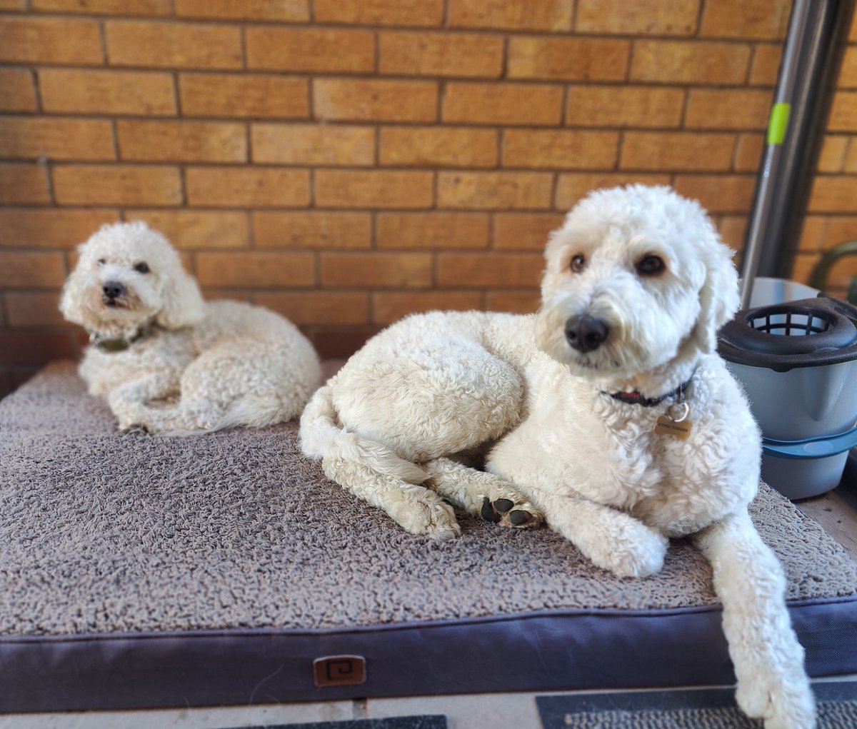We appear to have a couple of (temporary!) house guests. Both of them need to be walked on the lead 😬
In an unrelated matter, Mum wonders how long til her next holiday and why is her blood pressure so high 🫣🤣🤣