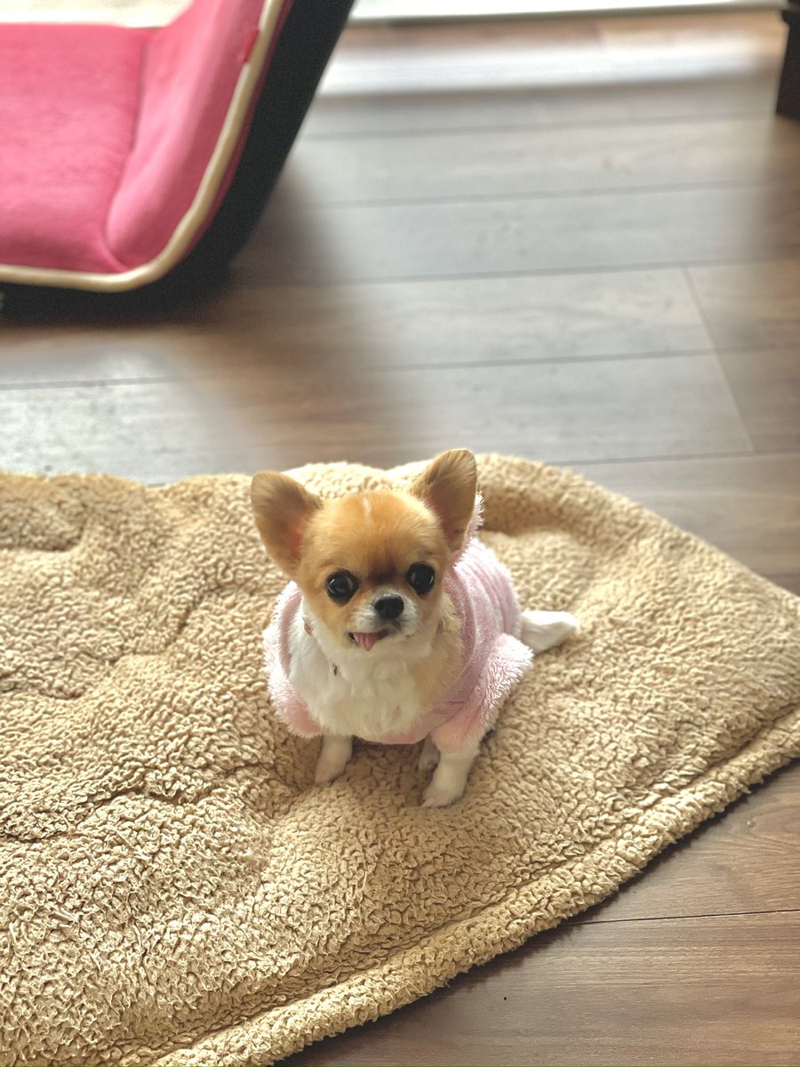 _____bn0903's tweet photo. @kojimakazuya 我が家の愛犬です(*´˘`*) https://t.co/nCF1cbKniJ