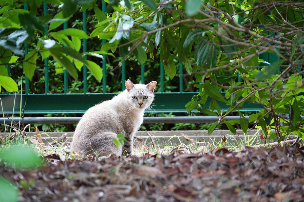 野良猫 野良猫散歩🐱ねこ休み展 on X: 