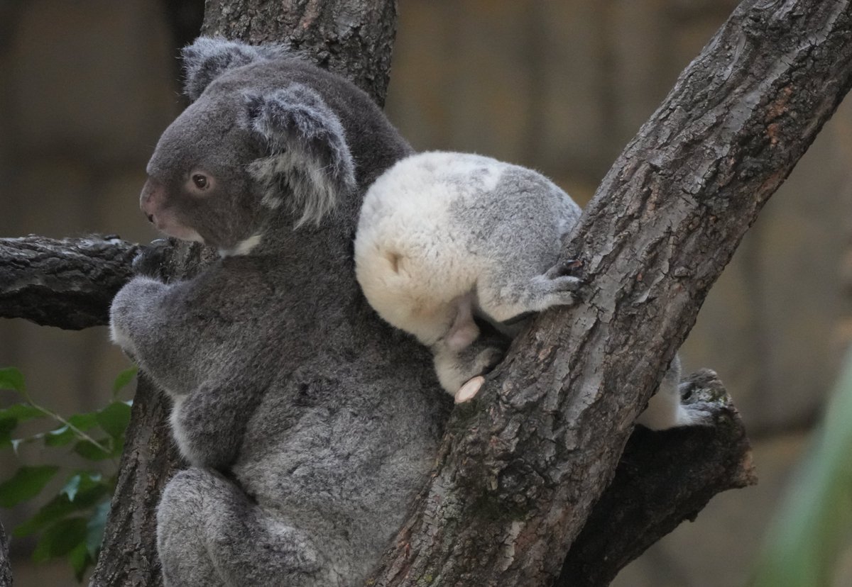 森の中の動物園 仙台市太白区】ドキドキワクワク☆夜の動物園散策はいかが