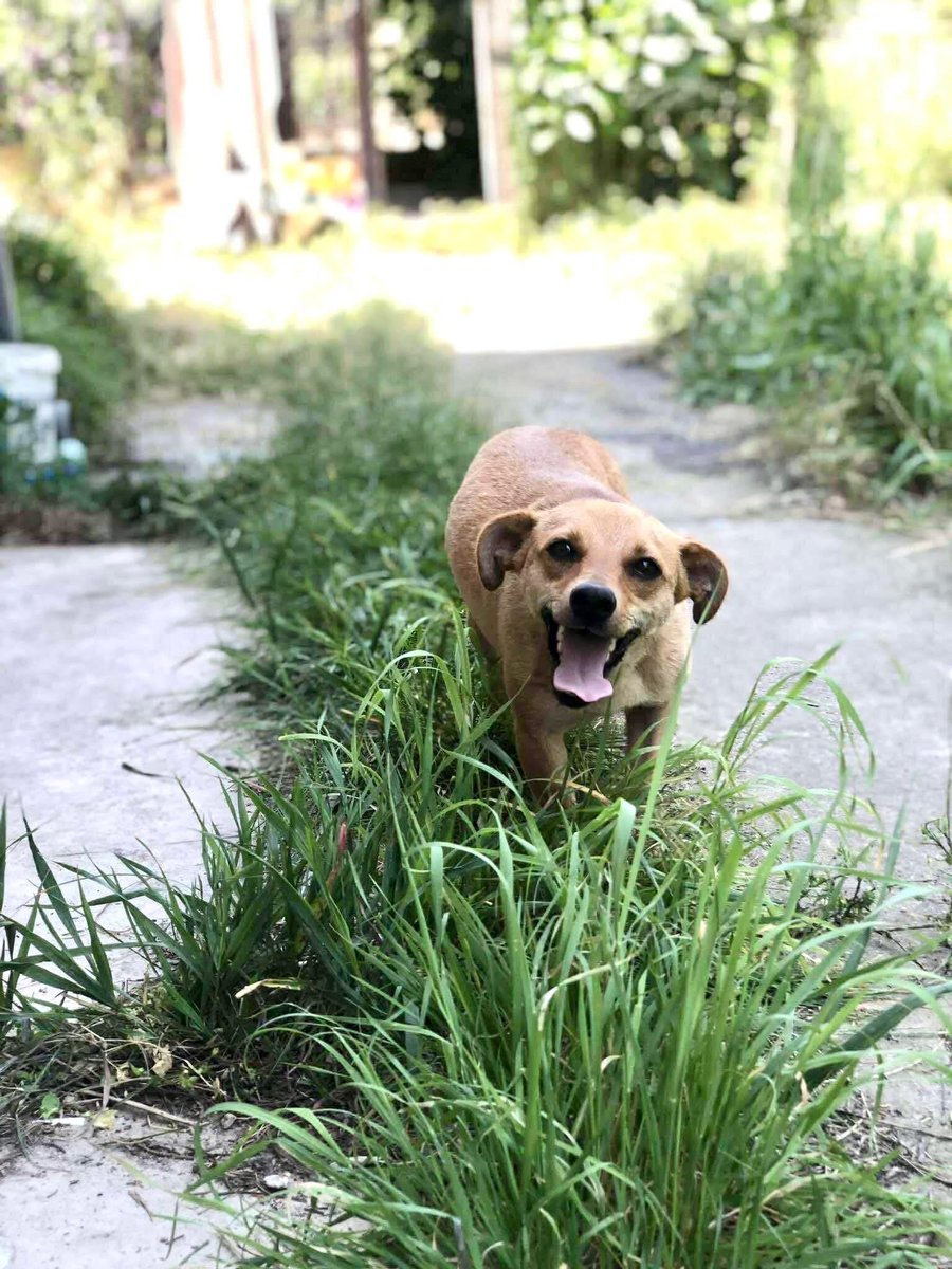 LendAPawRescue's tweet photo. Meet Maya – the sweetest little girl with the biggest heart! ❤️
This tiny girl, is a gentle, shy girl who quickly warms up to people and loves both dogs and cats and children. Rescued from the streets where she was too small to cope, she’s now safe and ready for her forever home.

✨Maya's Bio
Age: 2 years (approx)
Female, spayed, fully vaccinated
Small 
Medium-High activity level
Great with dogs, cats & humans

Maya is a playful companion who will thrive in a loving home. Could she be the one for you?

📲 For more info or an application, contact us via Messenger or WhatsApp.
https://t.co/QyoGq4V2Hz 

https://t.co/fZTEMxOW72

✅ Home check & fees apply. Full support and lifelong rescue backup provided.