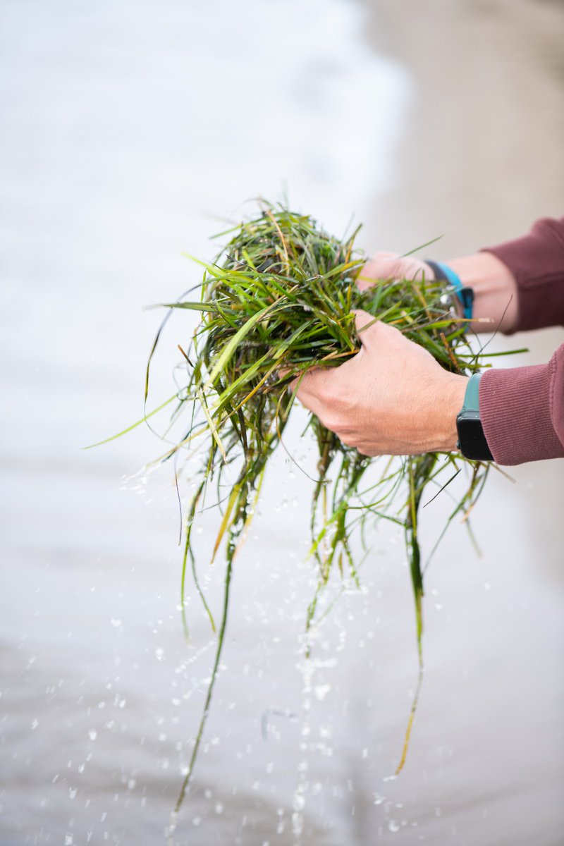 Joan recolecta a mano algas de nuestro entorno.
Cuidar el Delta también es cocinarlo con conciencia.

En Joan recol·lecta a mà algues del nostre entorn.
Cuidar el Delta també és cuinar-lo amb consciència.

Reserves: hotelalgadirdelta.com

#estrellaverde #GuiaMichelin2025