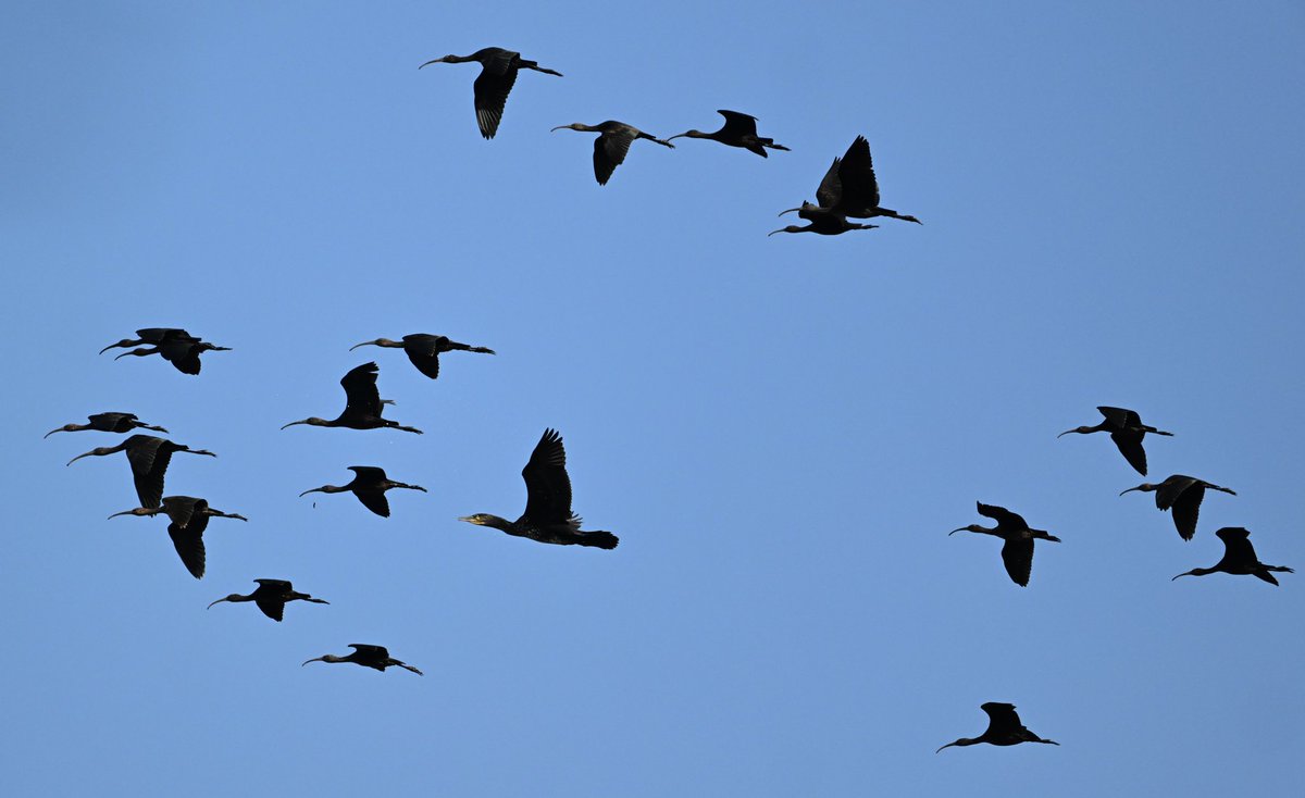Bri Thompson (@bri66thomp) on Twitter photo Glossy Ibis over Herriot's pool this morning with an imposter in their midst😊 <a href="/bristolbirding/">BristolBirding</a> <a href="/CVLbirding/">Rich Andrews</a> Glossy Ibis over Herriot's pool this morning with an imposter in their midst😊 <a href="/bristolbirding/">BristolBirding</a> <a href="/CVLbirding/">Rich Andrews</a>