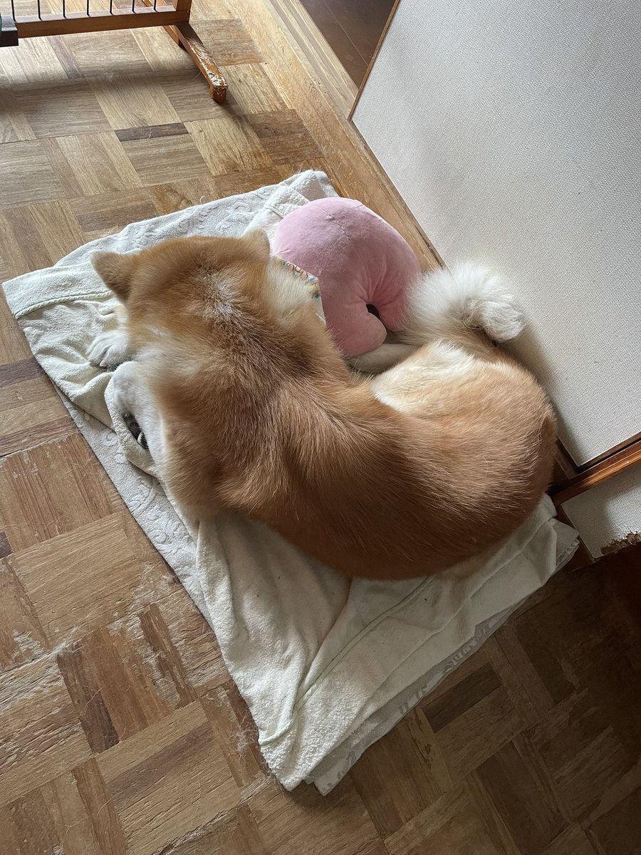 涼しくなってきたのでお布団で寝ちゃうもんね