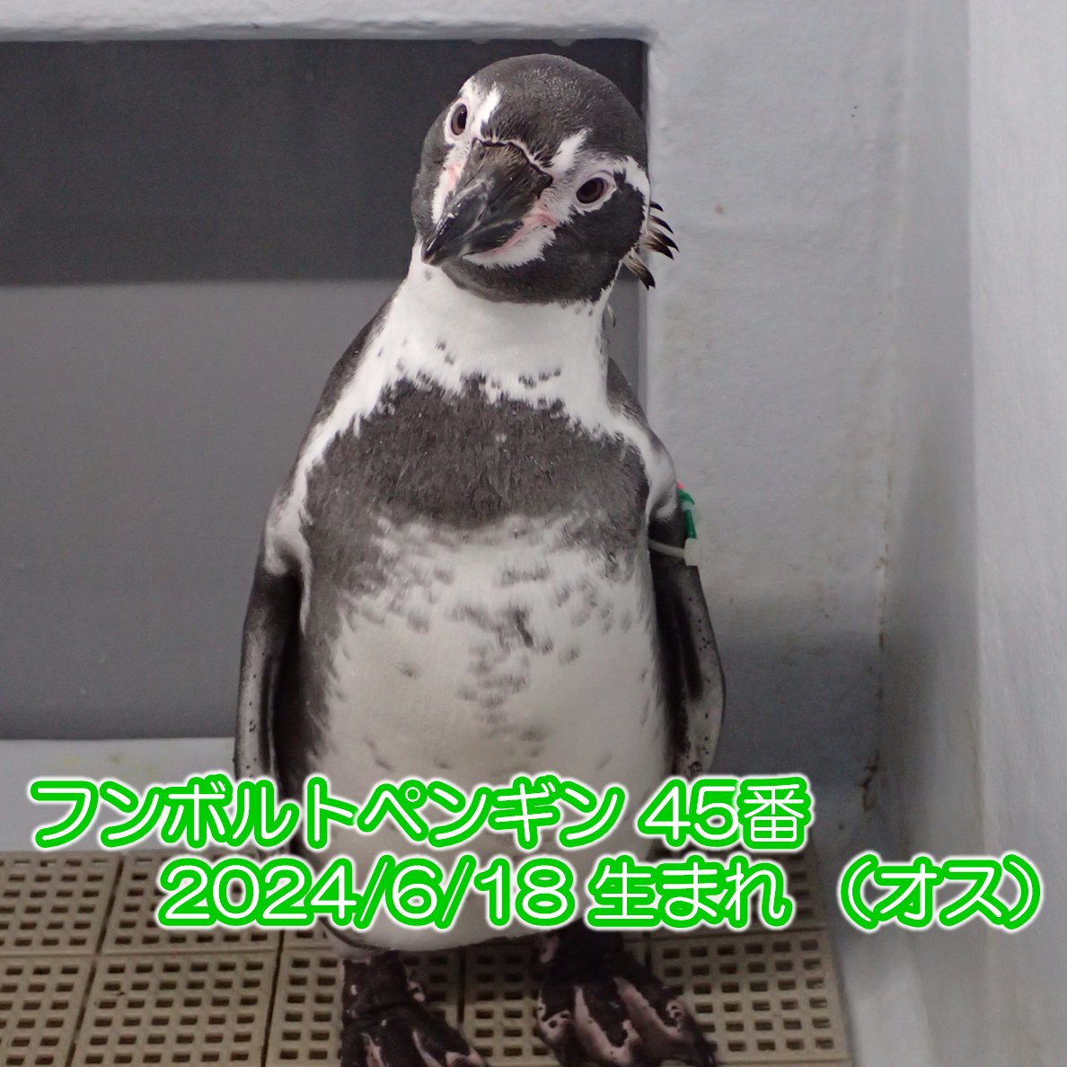 予告 ☆ペンギン命名イベント☆】 ペンギンたちにお名前をつけよう