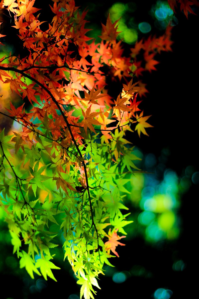 美しい季節の移り変わりを見つけました。