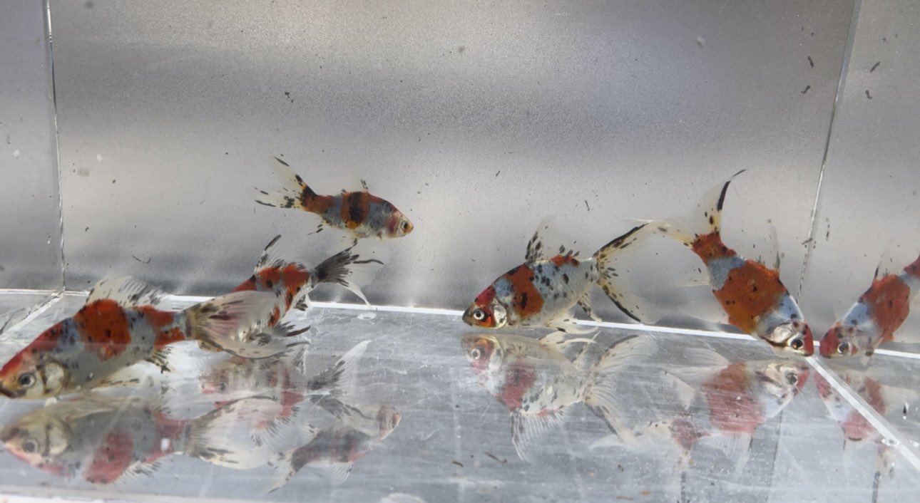 金魚 楽天市場】(金魚 生体)【数量限定】 桜地金【国産】（10cm前後