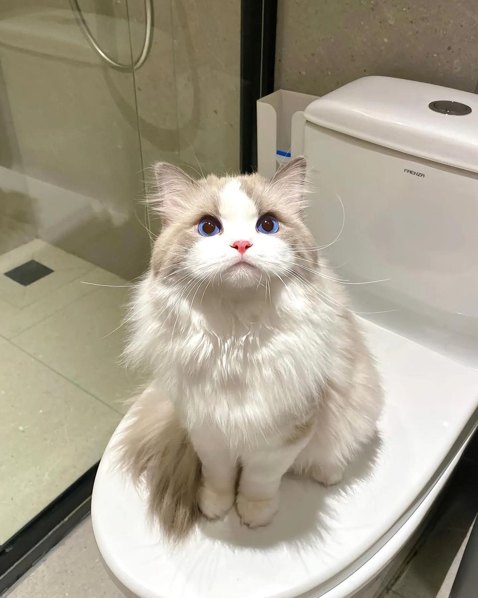 small kittens are cute (@smallcutekitten) on Twitter photo 