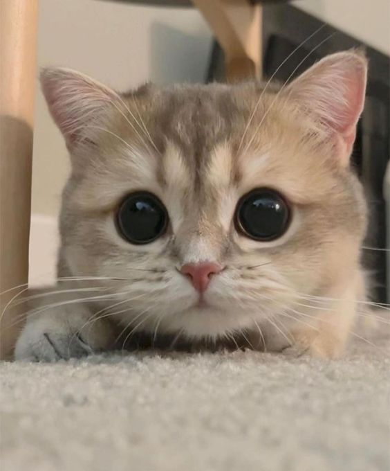 small kittens are cute tweet media