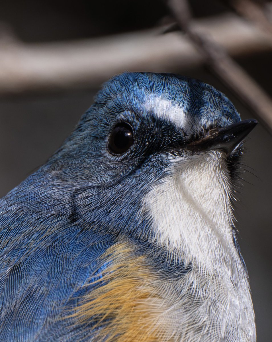 是非とも拡大して見ていただきたい、青い鳥さん達の美しい羽毛美