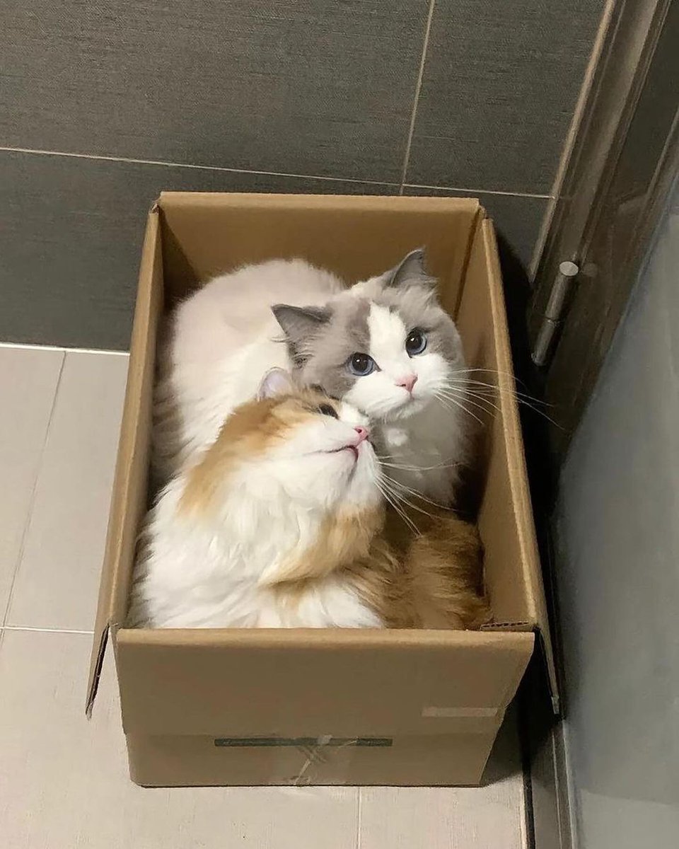 smallcutekitten's tweet image. 