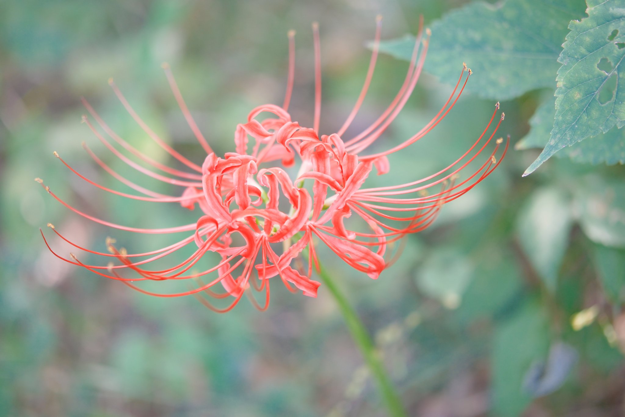 Lily✩プロフお読み下さい⋆* この間久しぶりに🫧💗 #リトルグリーンマン #髪も染めました