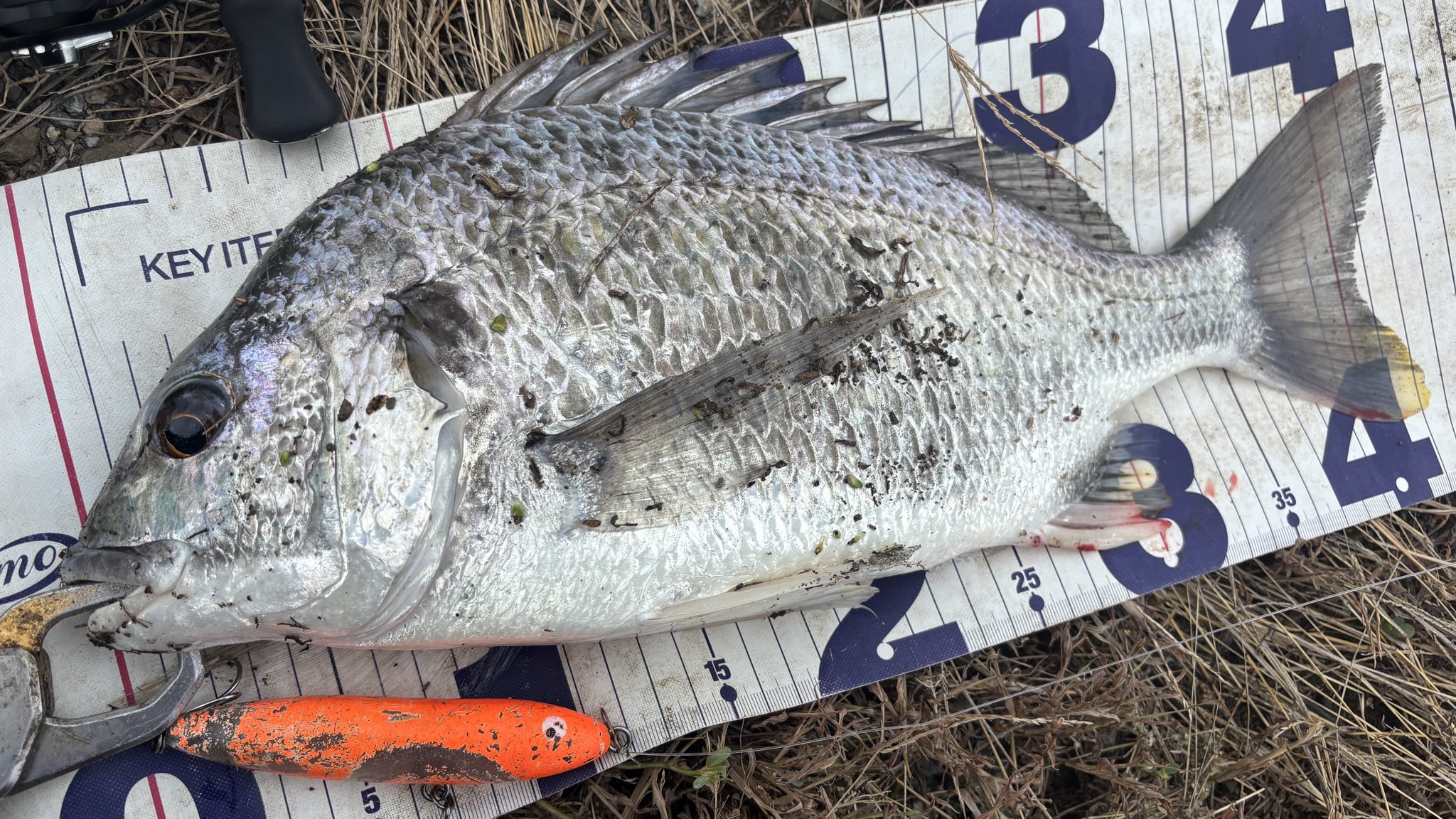 ⭕️超ハッピーバトン⭕️マッドジョンソン入手困難最高傑作「HAPPYFISH」 Heddon Spit'n Image