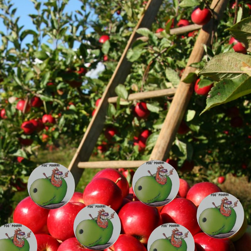 Solana is the App Store for finance.
$POG runs on Solana. 
POG is the operating system that connects it all.

DYOR now at pogdigital.com

#GrowthJourney #Culture #Crypto