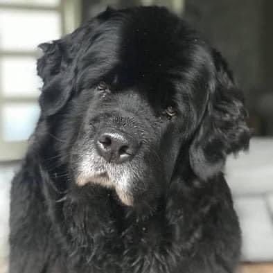 Bart1608's tweet image. Vandaag alweer twee jaar zonder onze Pleun 🐾🙏🏼💫❤️😢 #Newfoundlander