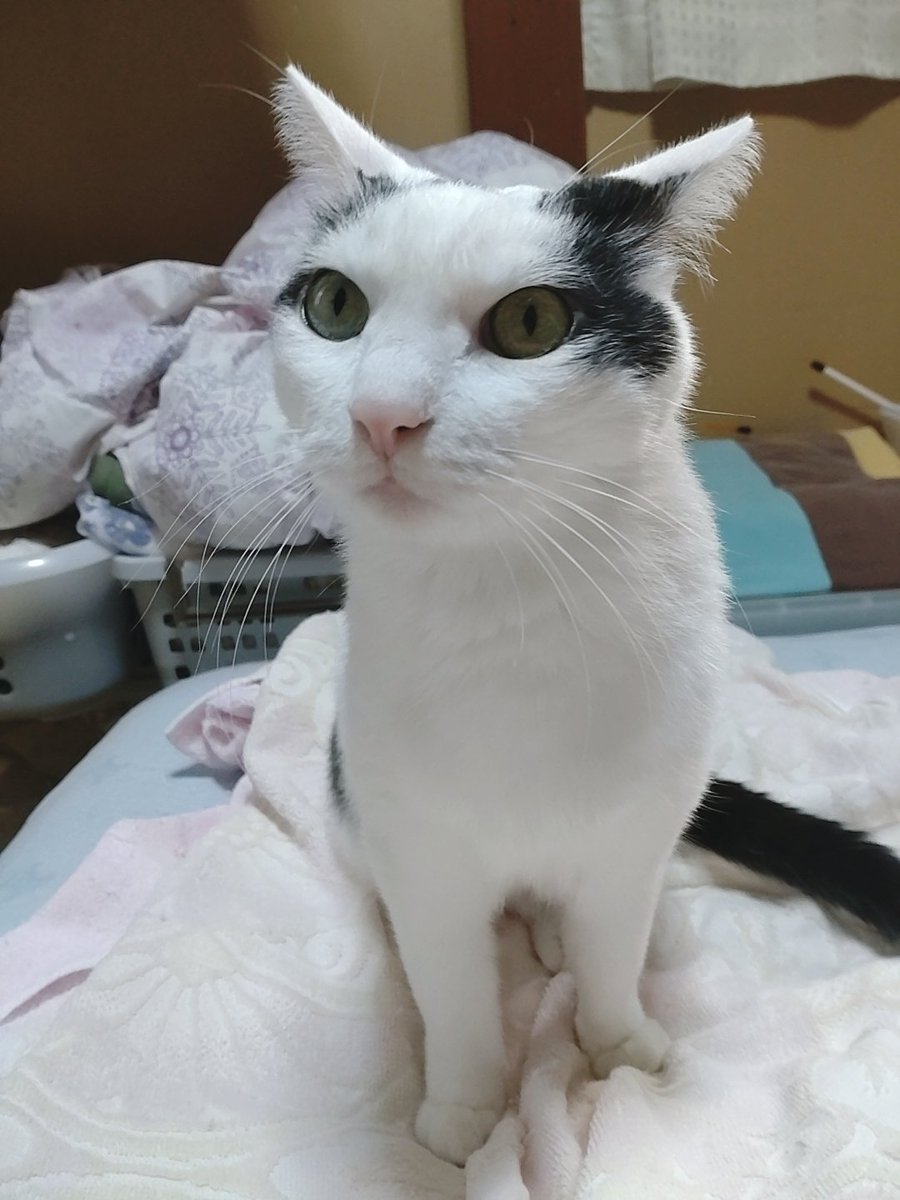 あたち
お利口さんにベッドでもなかを
待ってるにゃんよ😺