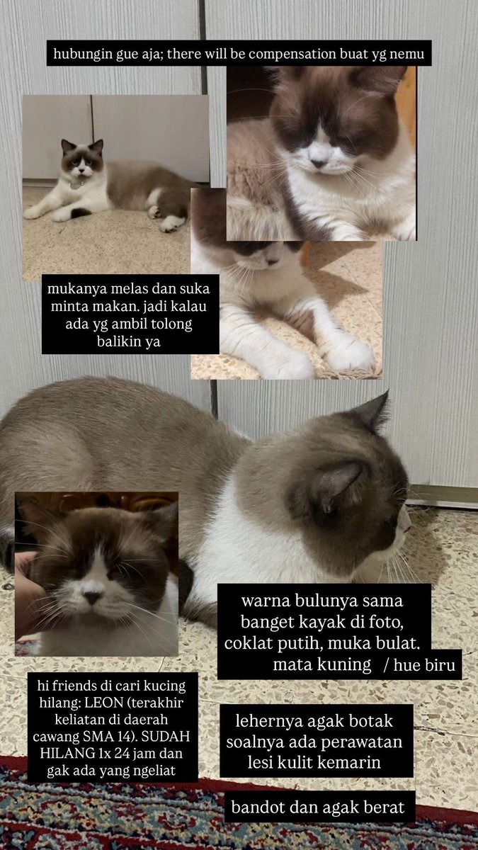 BUTCHDESTR0Y3R's tweet photo. hi guys sorry ganggu. kalau ada yg liat kucing daerah cawang/cililitan (SMA 14) dengan karakteristik kayak gini
- kucing cowok belum kebiri
- gendut dan besar
- bulu pendek, muka bulat
- RAMAH dan NURUT
tolong hubungin aku ya di DM atau reply udah 1x24 jam dicari,gak pulang https://t.co/vSyTvdlvJV