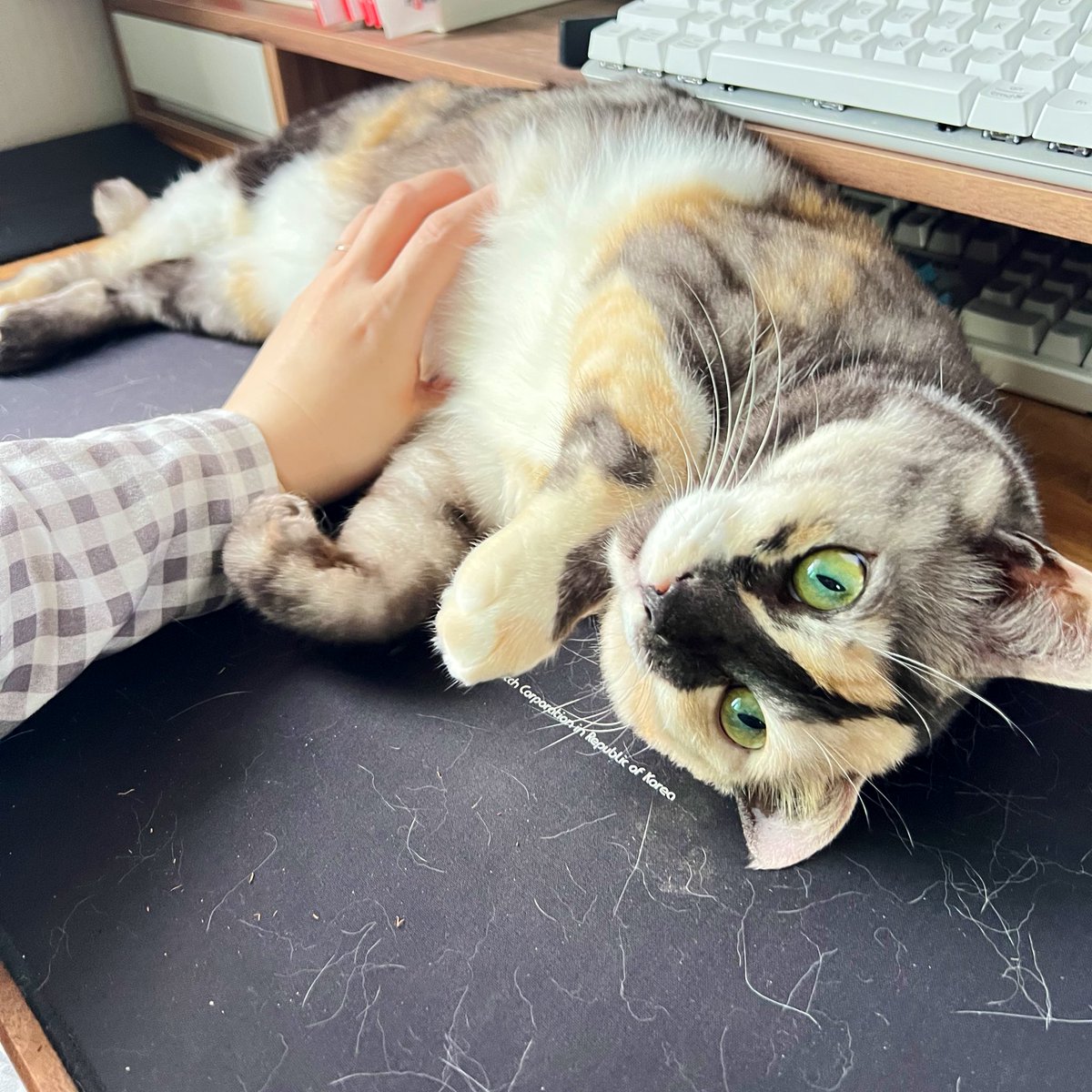 김고양s (@kimgoyangs) on Twitter photo 