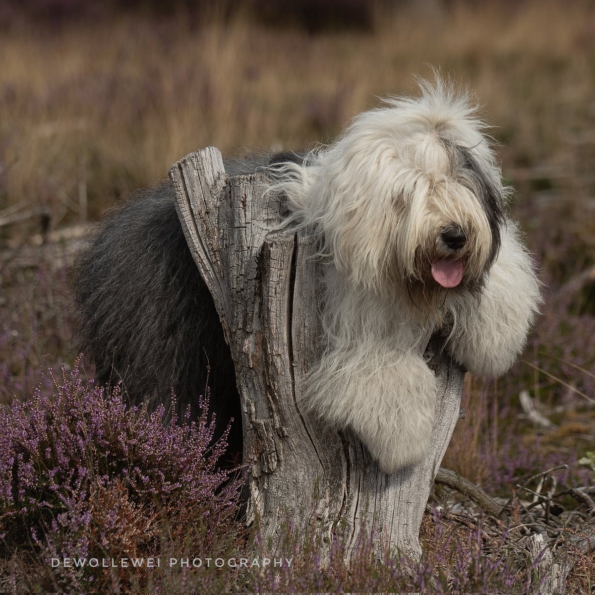 dewollewei's tweet image. Hang on.....
#oldenglishsheepdog 
#oes
#bobtail