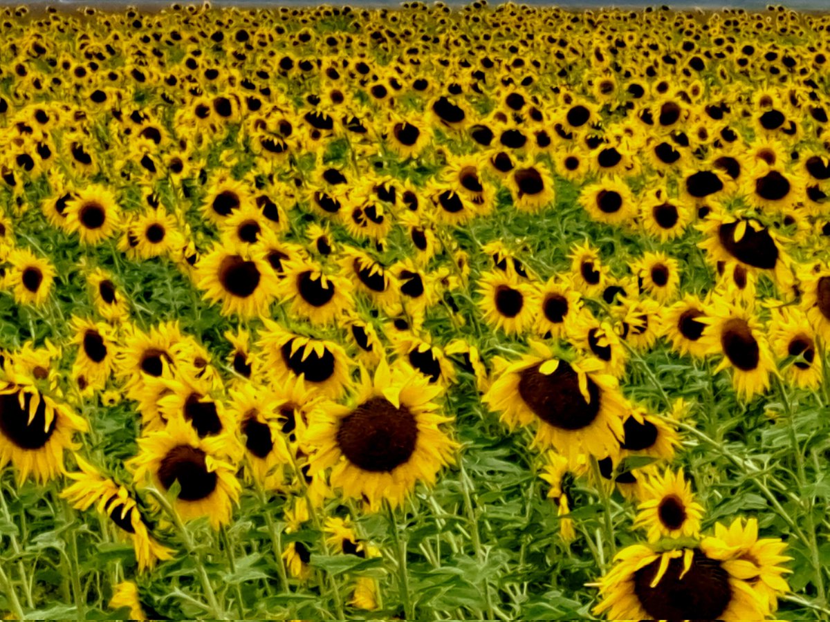 DenzoMaj's tweet photo. @Gianna2119 sunny sunday 2u2 https://t.co/6Rbj78AmAK
