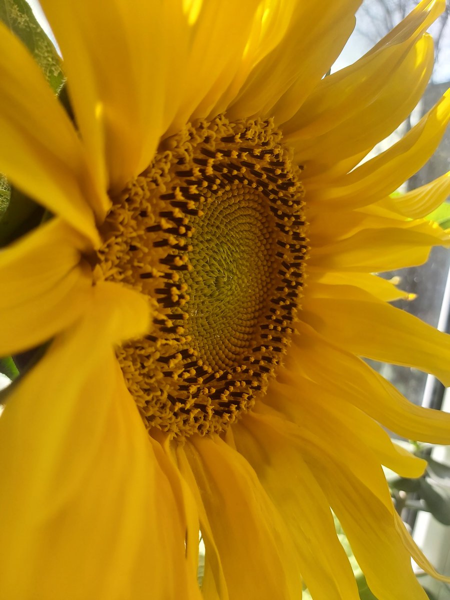 Tieši tik daudz saulespuķu prieka man vajag šodien. 💛🌻