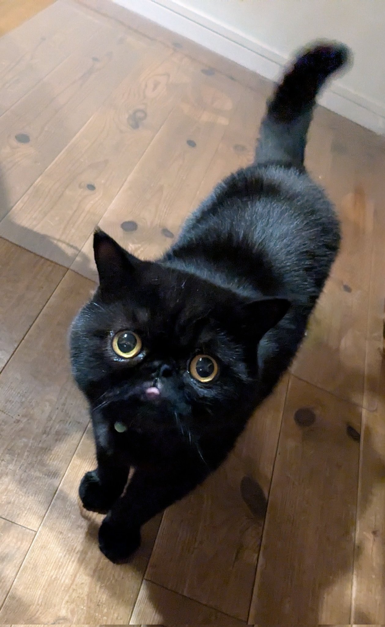 黒猫ページ ブーオレオ on X: 