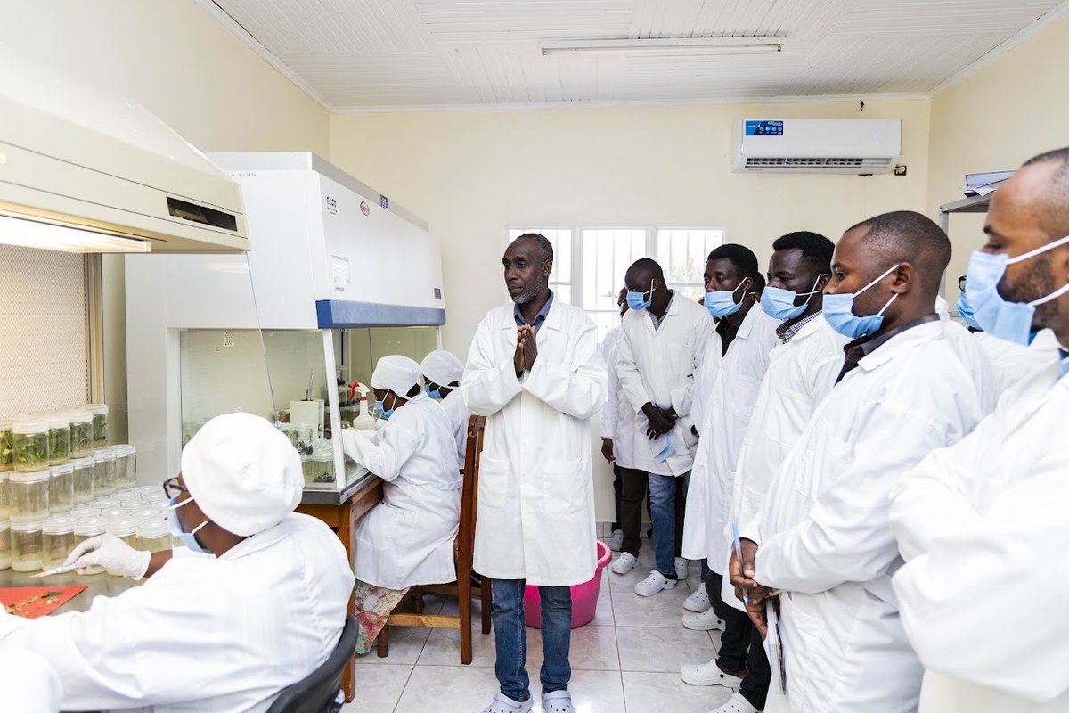 CipotatoRW's tweet image. Under @CIATB4WE21614 the climax of the training, at @RwandaAgriBoard, Rubona station, participants gained hands-on experience in building a sustainable #Sweetpotato seed system #OFSP, from tissue culture lab to screenhouse to field multiplication  #FoodSystems  @Cipotato.
