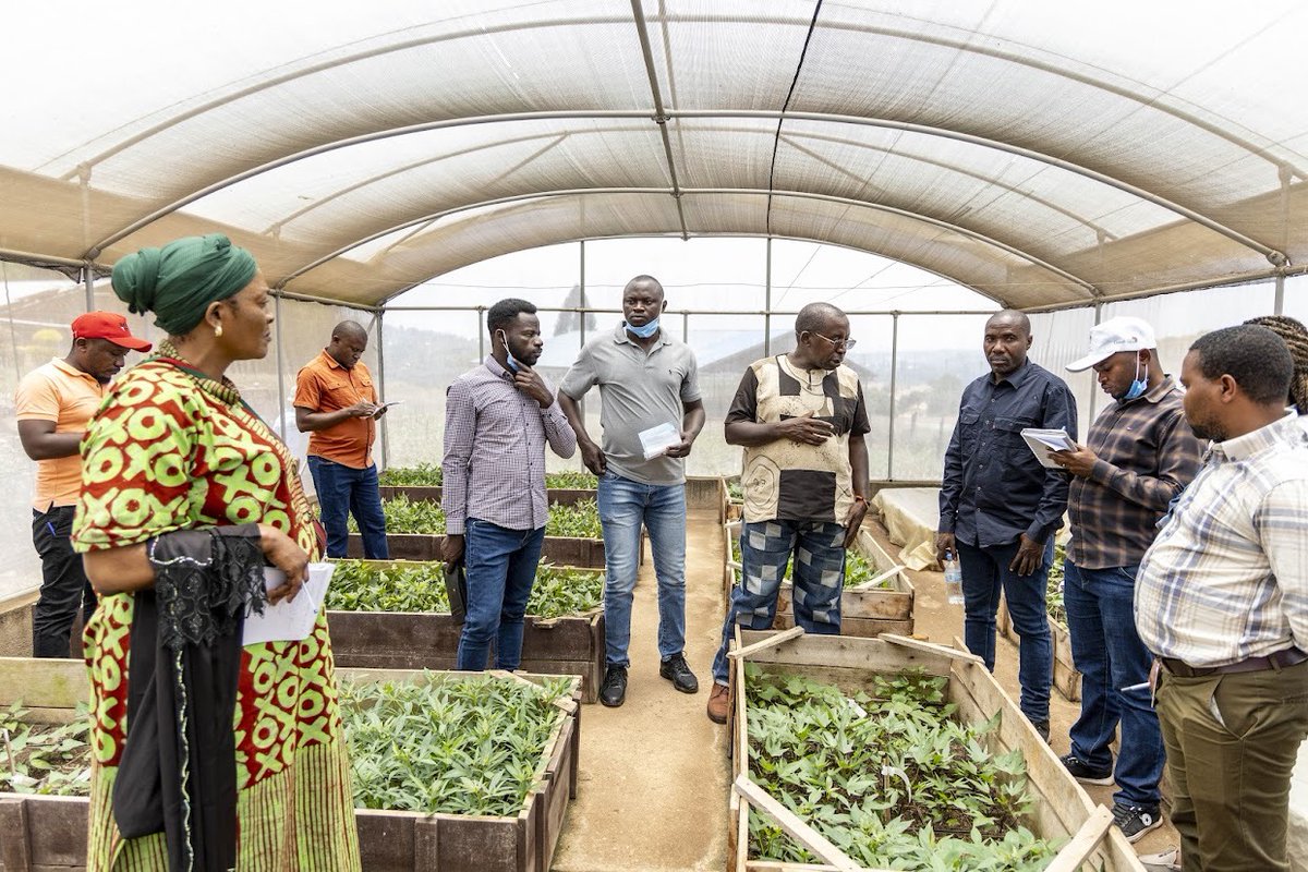 CipotatoRW's tweet image. Under @CIATB4WE21614 the climax of the training, at @RwandaAgriBoard, Rubona station, participants gained hands-on experience in building a sustainable #Sweetpotato seed system #OFSP, from tissue culture lab to screenhouse to field multiplication  #FoodSystems  @Cipotato.
