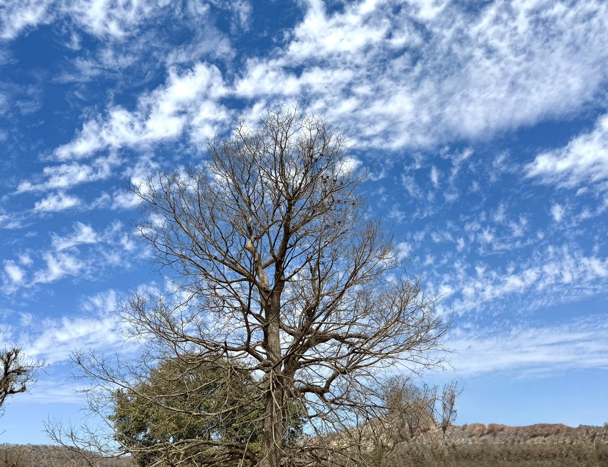 rneelmani's tweet image. One of those times when the #sky is nothing but blissfully blue! #SkyPhotography #Nature #Clouds #SundayVibes