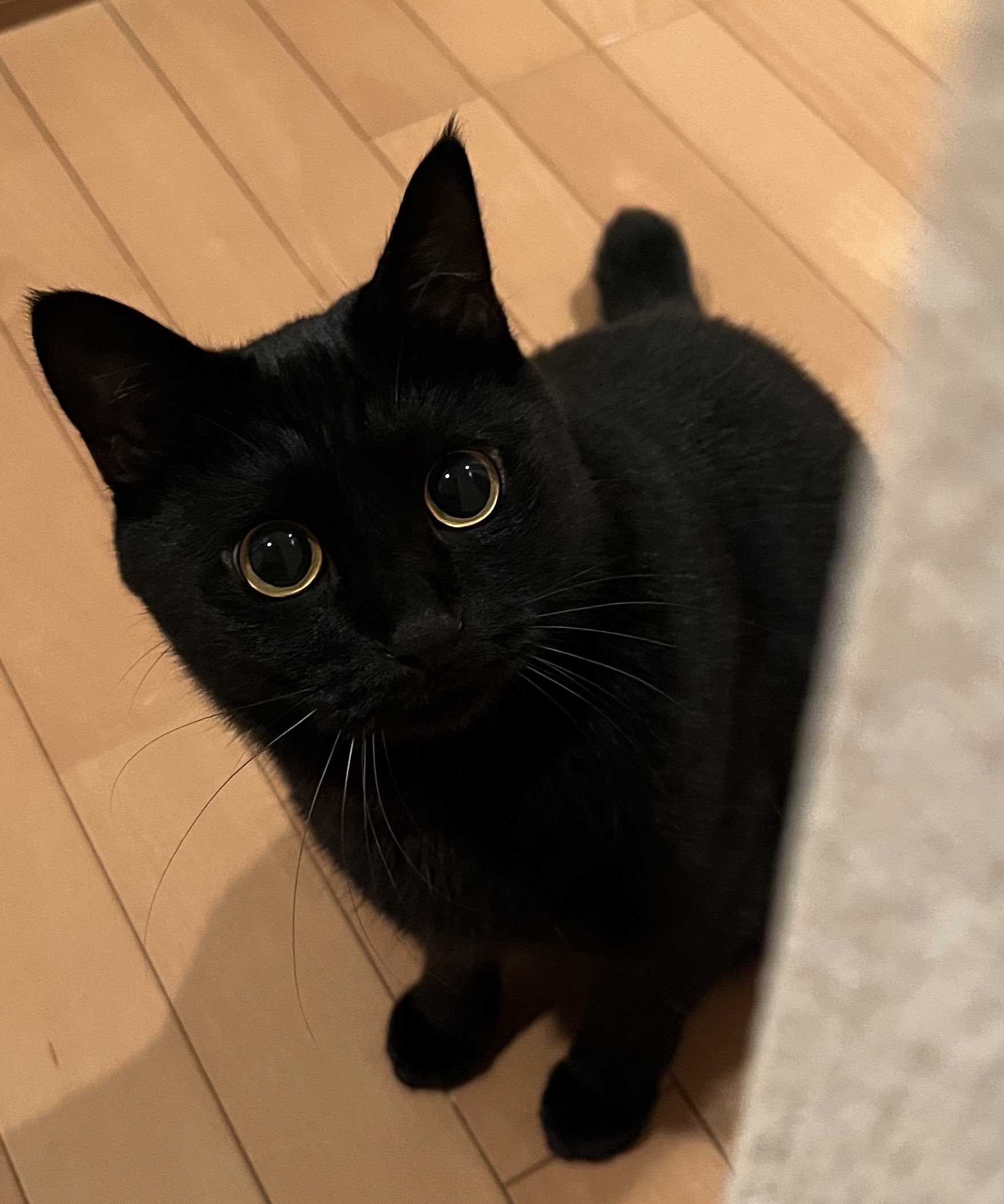 黒猫 くろねこ Kawasaki ZX-14R (2012-2025) Dual S1R 3K Black