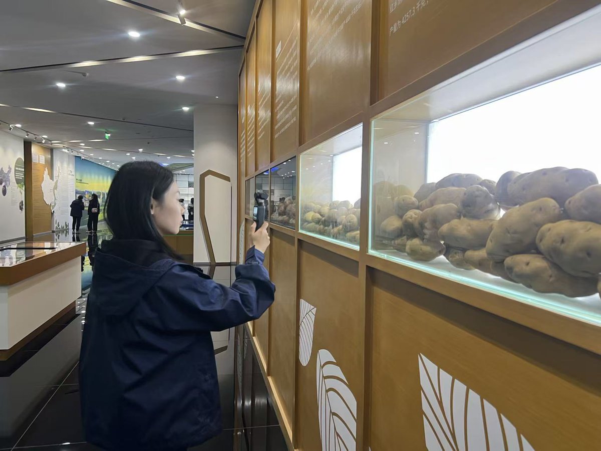 InnerMongolia22's tweet image. 🍟🥔 Love #fries and #chips? Here's where many of them begin!

In #Ulanqab, #InnerMongolia—dubbed China's "#Potato Capital"—the cool climate and sandy soil produce plump, flavorful potatoes that supply global giants like Pepsi, KFC, and Burger King.

#NorthChinaTour #foodie