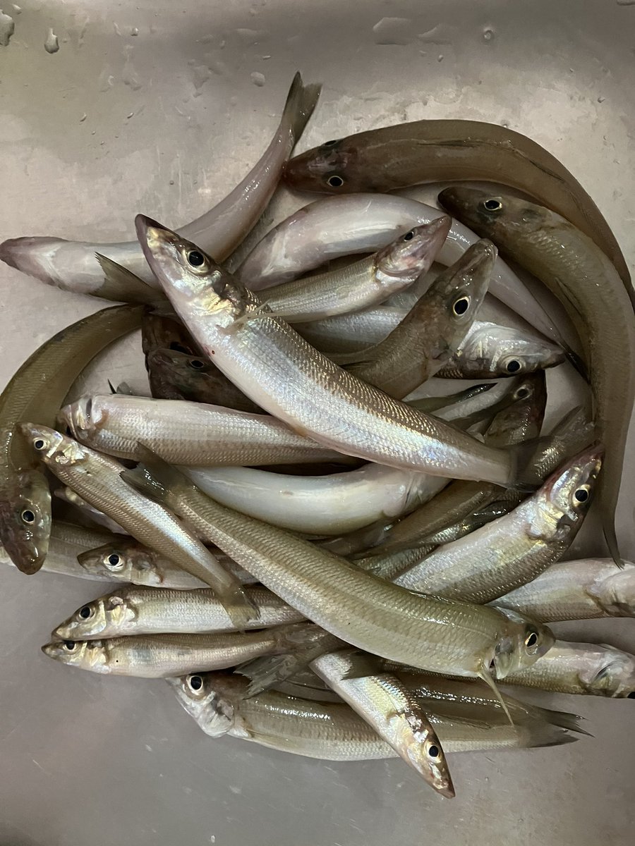 Nego (@5656nego) / X