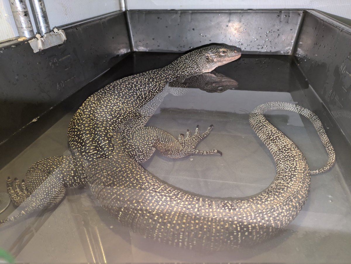 Gooserdragon2's tweet photo. #マングローブモニター
#mangrovemonitor https://t.co/rNiAfil9iY