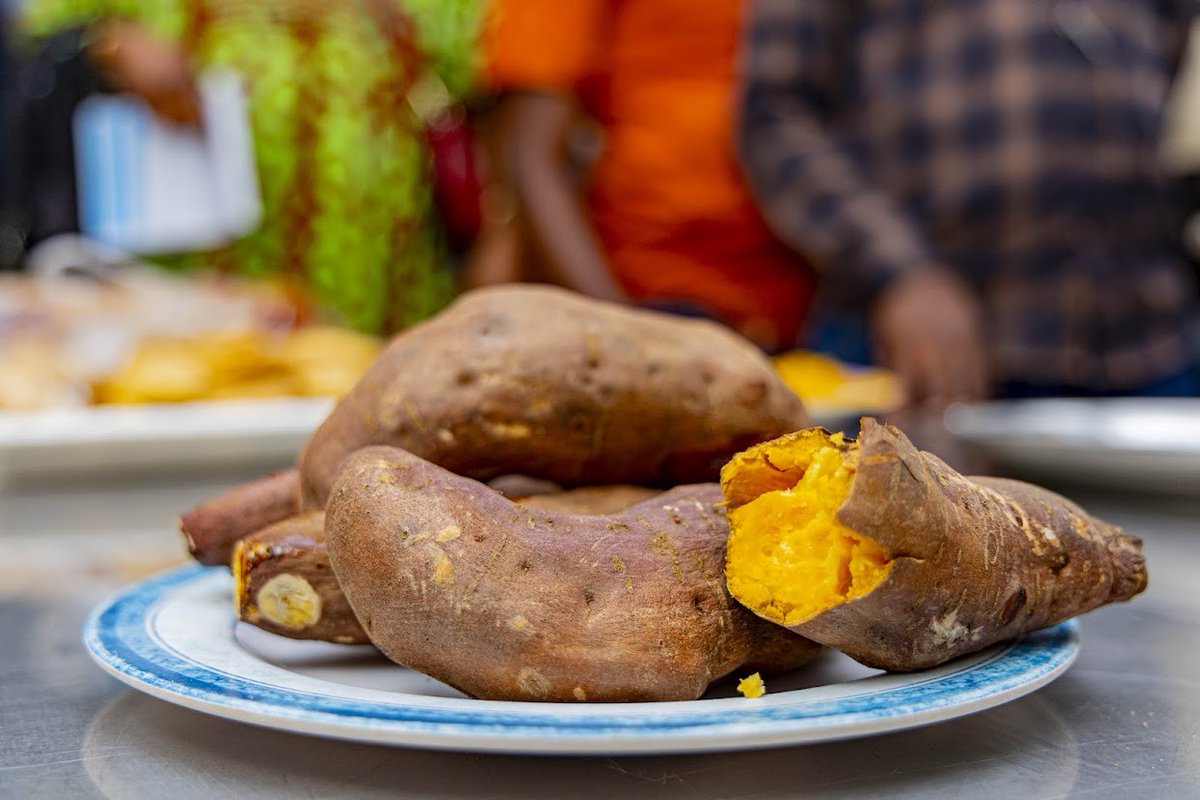 CipotatoRW's tweet image. #VitaminA rich #OFSP processing took center stage! Participants tasted and learnt how to turn #OFSP into numerous nutritious and appetising products and pledged to apply these technologies in #EasternDRC.