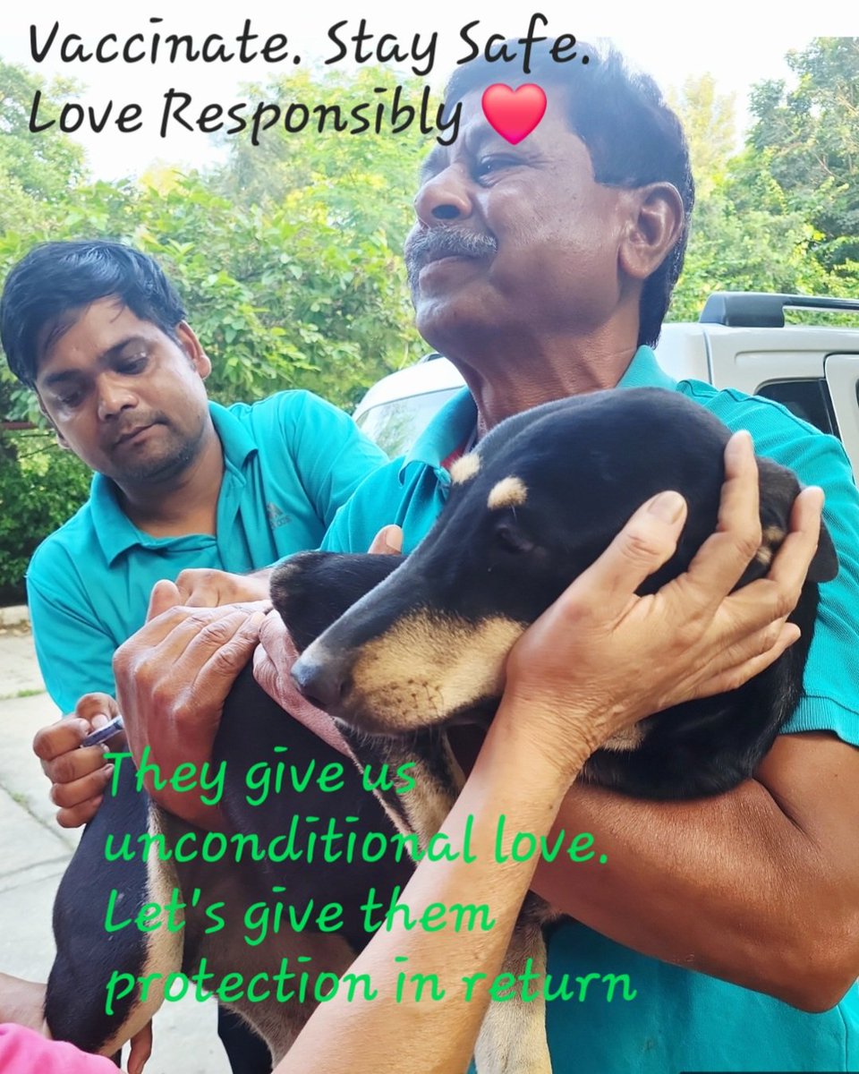 TheDogMother_'s tweet image. A simple step like vaccinating your #communitydogs helps protect them and us. 💙🐾
Vaccinate.Stay Safe. Love Responsibily ❤️ 
#WorldRabiesDay #Smartsanctuary #straydogs