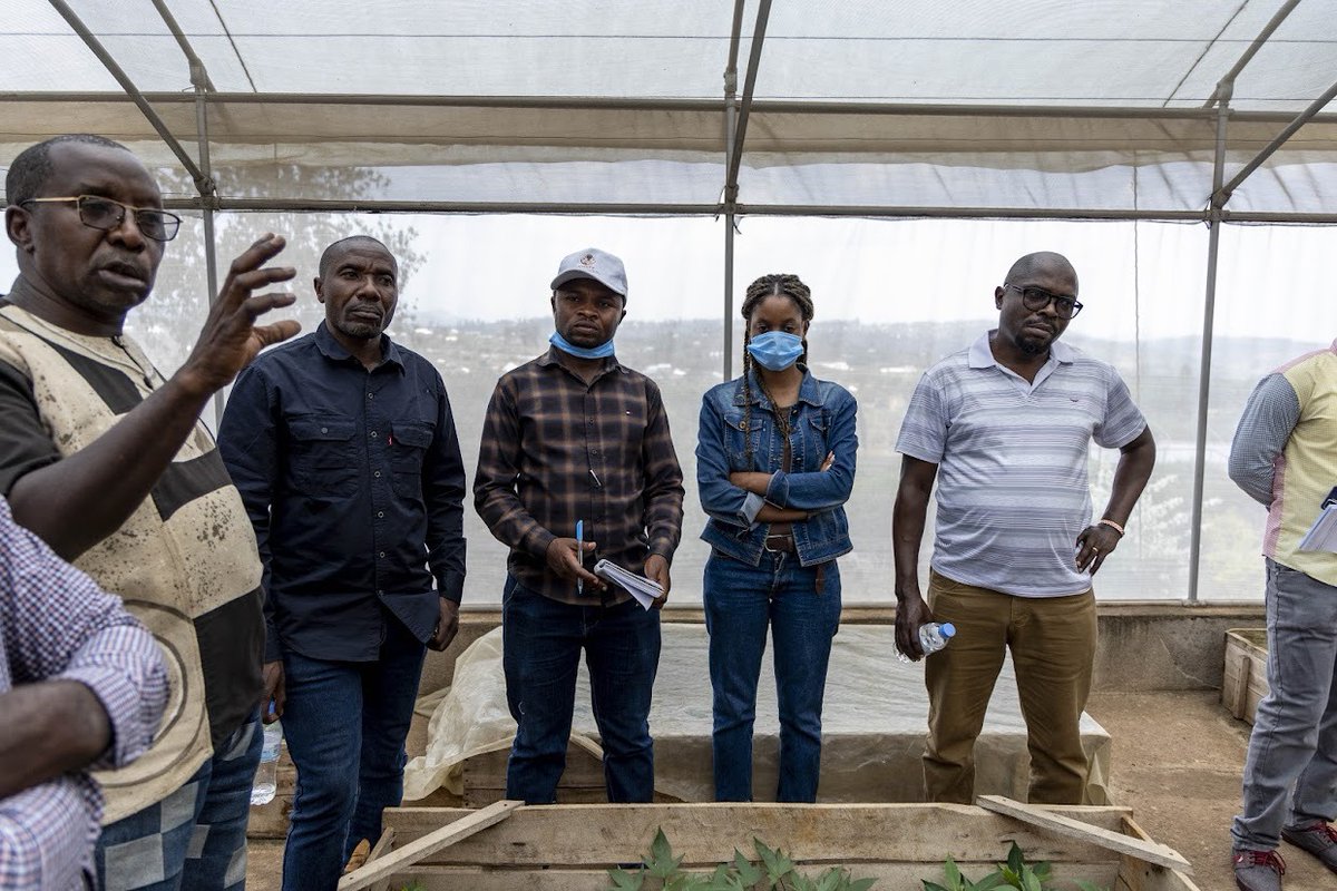 CipotatoRW's tweet image. The @Cipotato  led training covered clean planting materials, #OFSP varieties, and vine multiplication methods, equipping participants with practical skills for stronger #seedsystems.