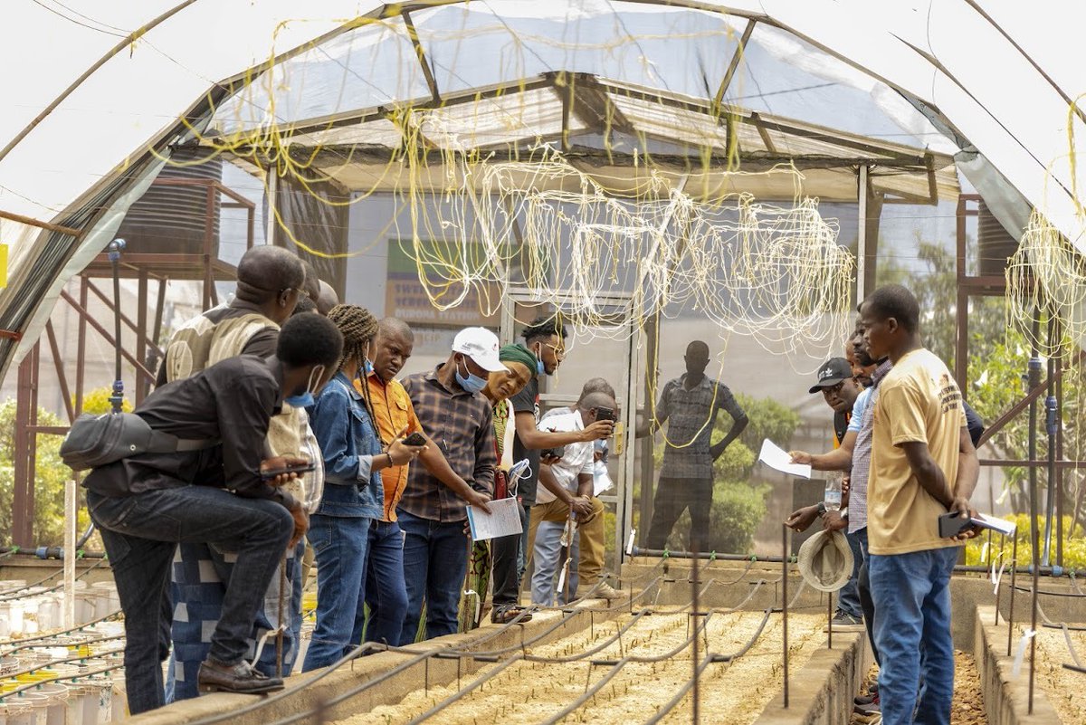 CipotatoRW's tweet image. The @Cipotato  led training covered clean planting materials, #OFSP varieties, and vine multiplication methods, equipping participants with practical skills for stronger #seedsystems.
