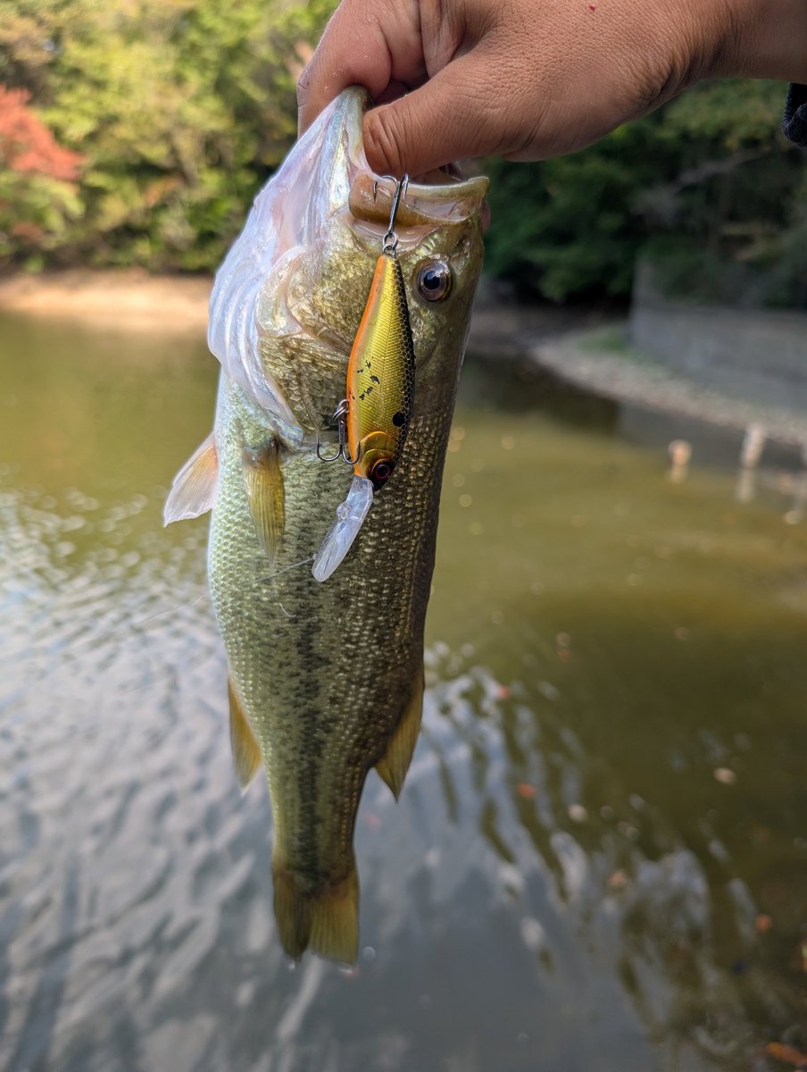 hiroki_chi816's tweet photo. 秋は巻物でボコボコ釣る‼️
魚が散ってるのかワームの方が釣れない気がする😐
#CB100
#CB200
#チャブルMR
#クルコマjr https://t.co/qqK3vm7aqH