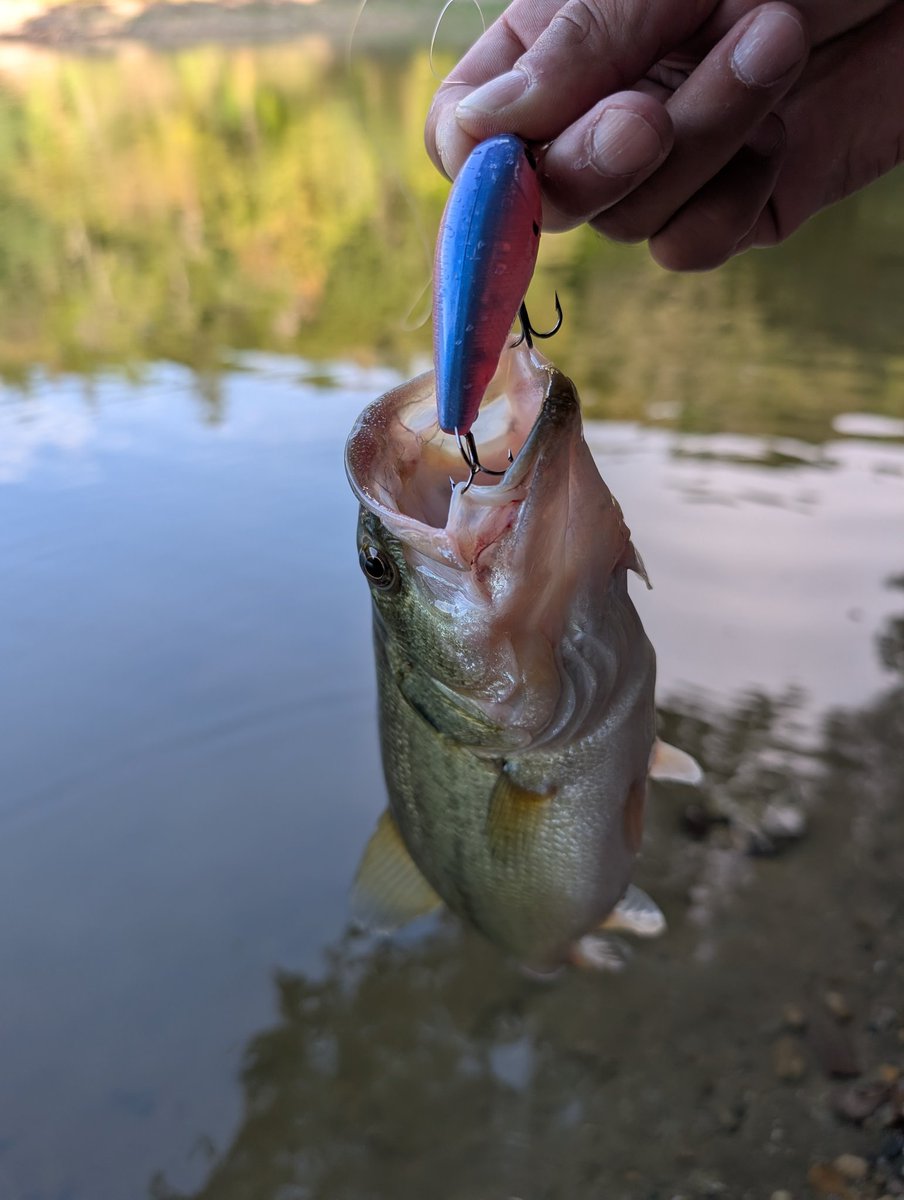 hiroki_chi816's tweet photo. 秋は巻物でボコボコ釣る‼️
魚が散ってるのかワームの方が釣れない気がする😐
#CB100
#CB200
#チャブルMR
#クルコマjr https://t.co/qqK3vm7aqH