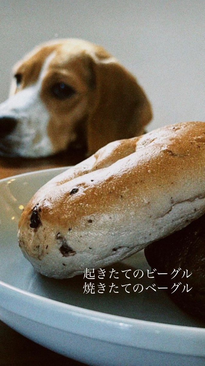 #マスラジ 本日も21時より開店！

朝にベーグル🥯焼いたら
香ばしい香りに誘われた方と
そっくりな奇跡ショットが撮れました。

#ベーグル　
#ビーグル