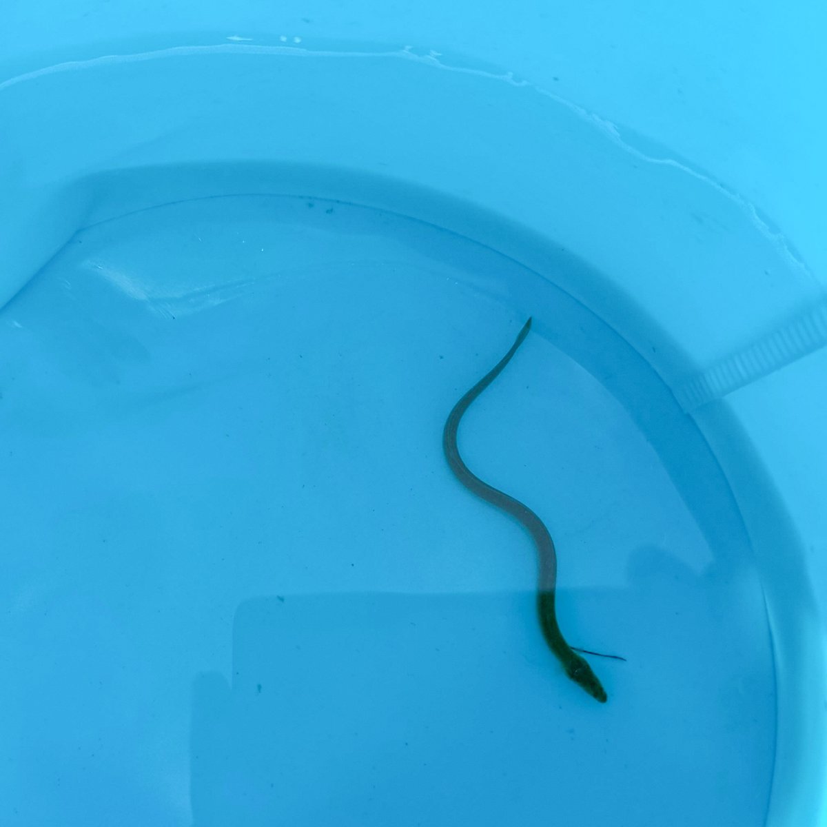 ガサガサしてる子供が長いドジョウかミミズが網に入ったって叫んでるから見に行ったらウナギだった。成熟個体は何回も見てるけど、10センチない個体見るのは初めてだもんな。