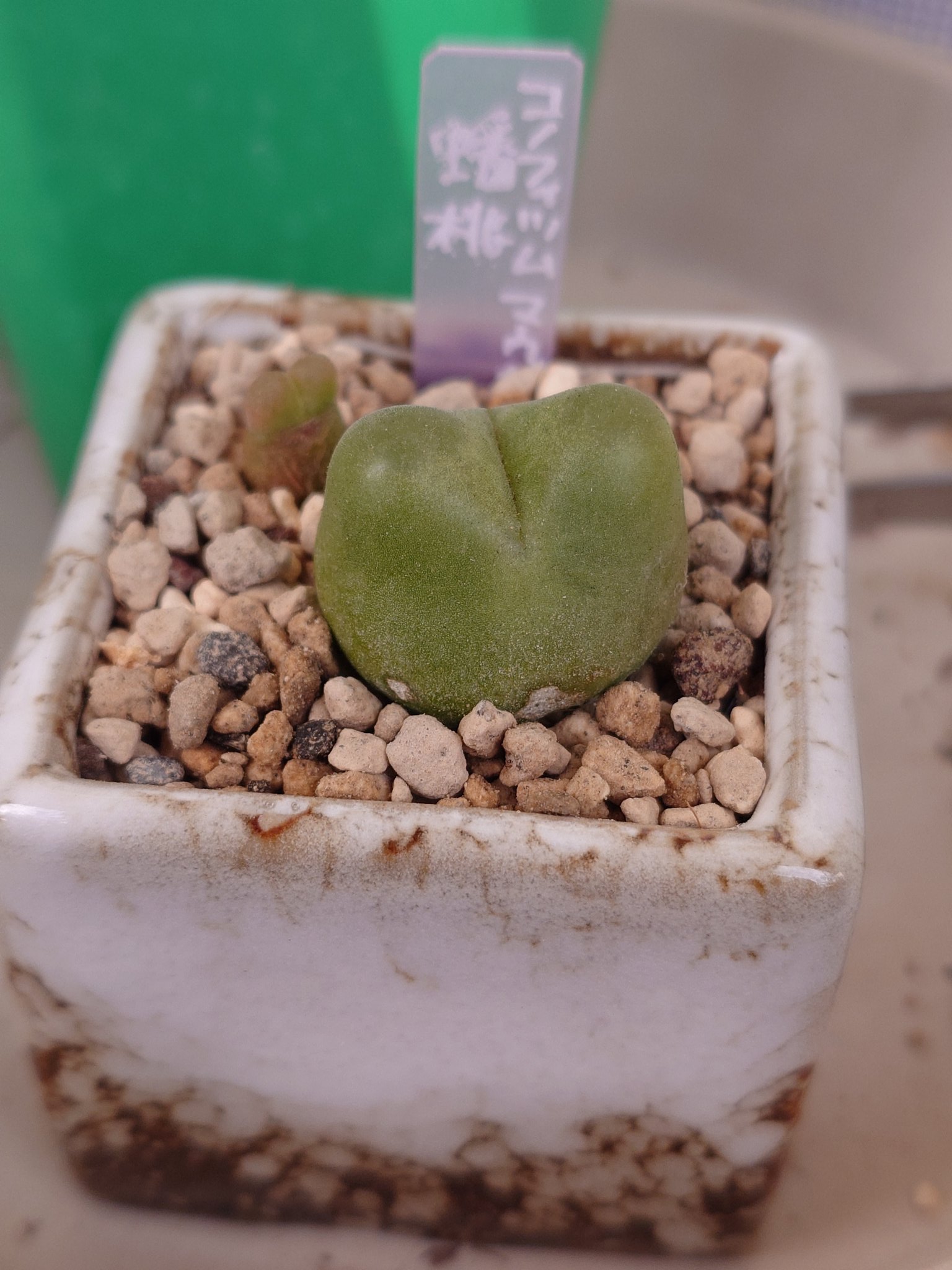 コノフィツム ヤンギー 白花品 youngii aff 多肉植物 メセン コノフィツム ヤンギー youngii - メルカリ