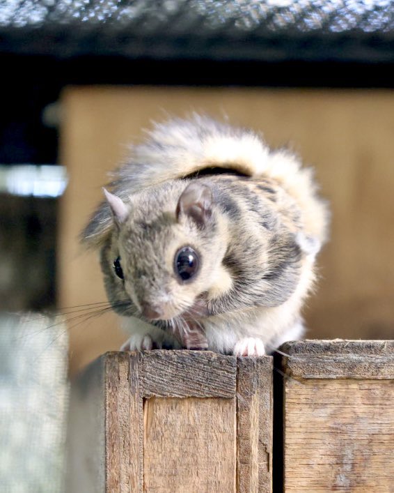 初めてエゾモモンガ撮れた‼️
#エゾモモンガ 
#釧路市動物園