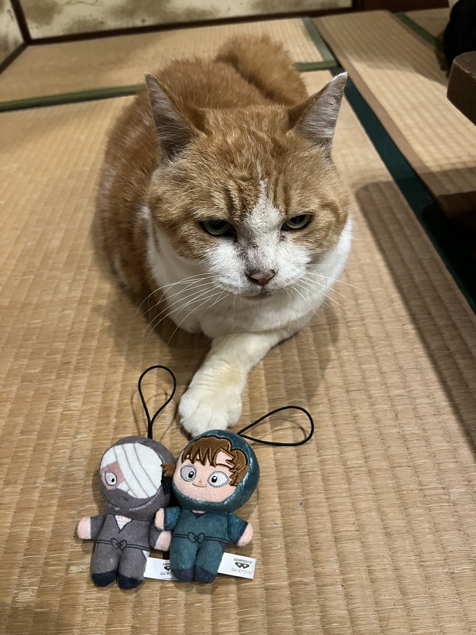 あや(at)🐡💥🐬 on X: 