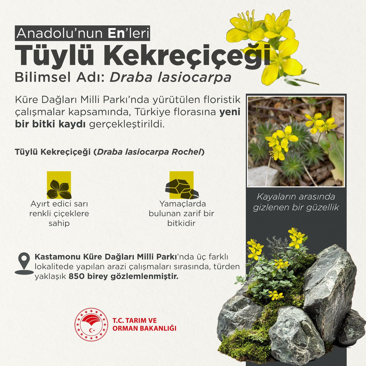 🌼 Anadolu’nun En’leri arasına yeni bir keşif: Tüylü Kekreçiçeği.

📍 Küre Dağları Milli Parkı’nda kayalık yamaçlarda gözlemlenen bu zarif bitki floramıza kaydedildi.

🌱 Dünyada 3 bitki coğrafyasının kesiştiği bir konumda bulunan ülkemiz, 4 bini endemik olmak üzere 13 bin bitki