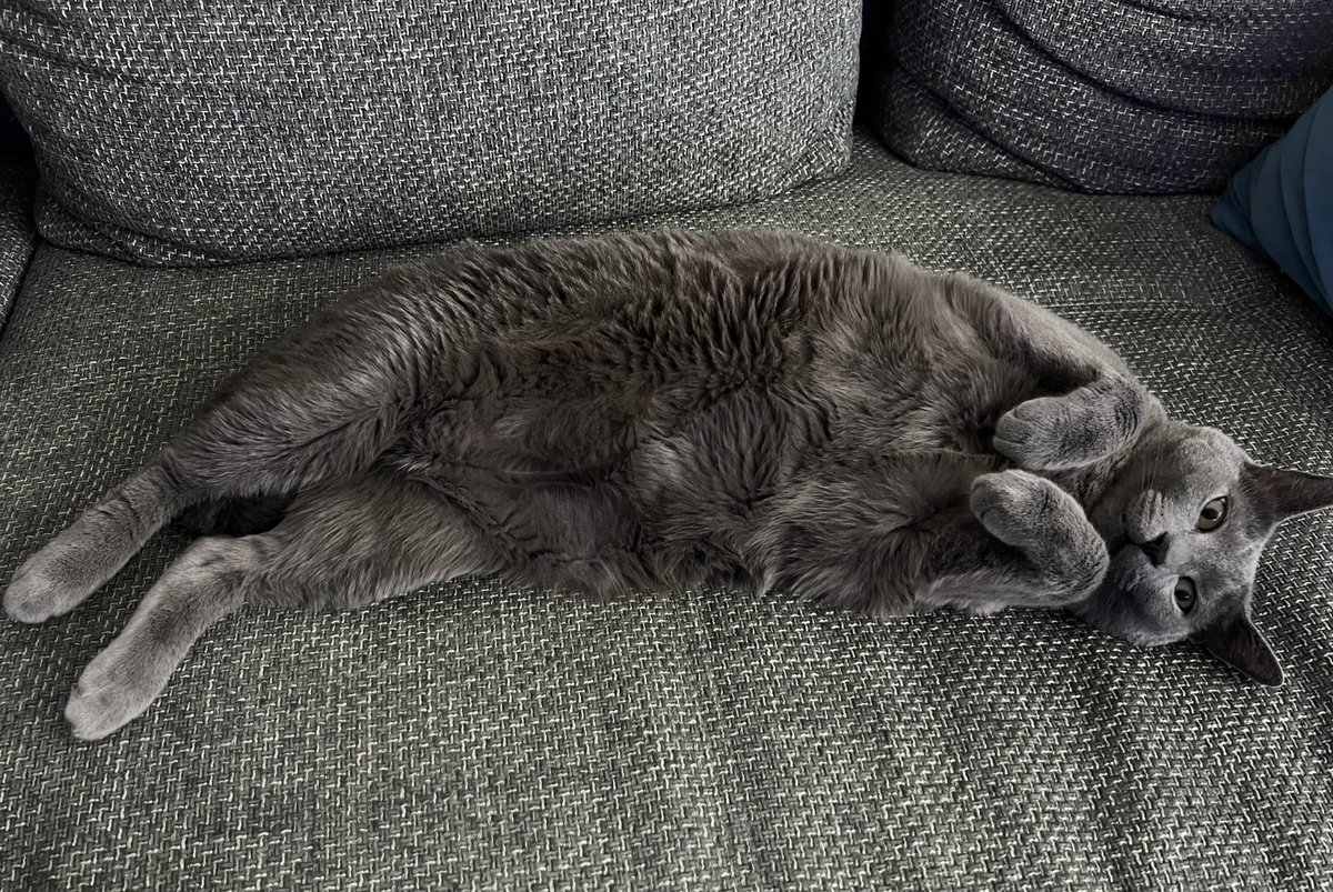 PlaxaNFT's tweet image. Good morning guys — or better, good afternoon.☀️🍁🍂
#GoodMorning #GoodAfternoon #CatVibes #LazyCat #CaturdayEveryday